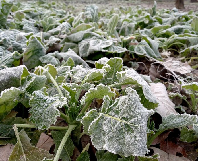 Frost coats Collard Greens in Kashmir as minimum temperature settled at minus 4.6 degree Celsius in Srinagar on Saturday. —Excelsior/Shakeel