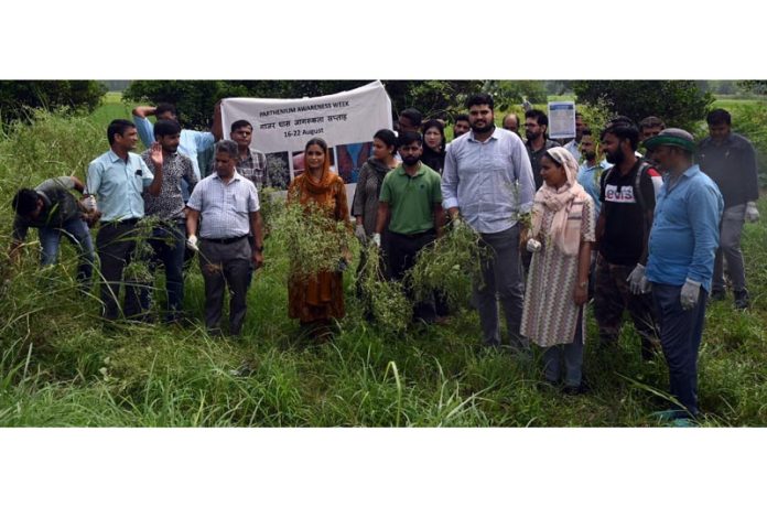 Participants of awareness camp uprooting Parthenium weed at Chatha, Farm of SKUAST-Jammu.