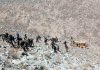 Security personnel and locals shift victims from a gorge after bus accident at Durbuk, Leh on Thursday