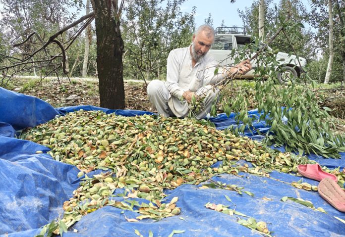 A man busy in sorting almonds at an orchard. —Excelsior/Younis Khaliq