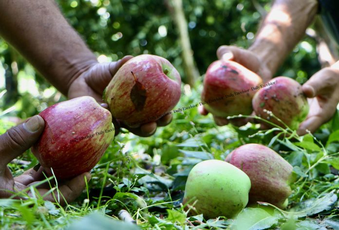 Hailstorm Causes Extensive Damage To Apple Crops In J&K's Kulgam