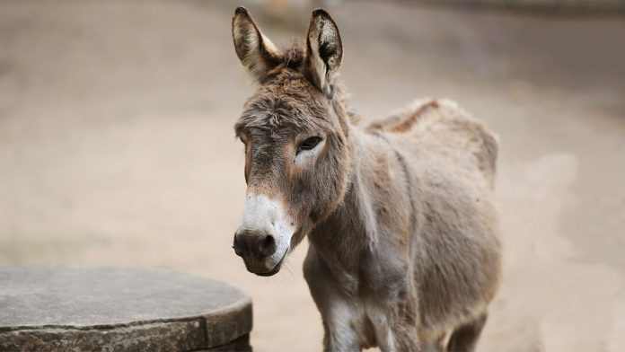 Pakistan: Donkey prices rise due to high demand from China